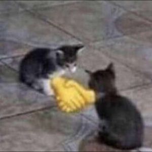 Meet your Posher, Yared